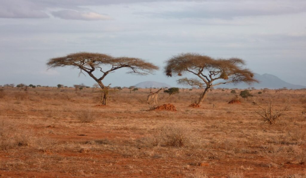 Imgi 40 709 d2c09993f6114e1c89d3037d987dbb78