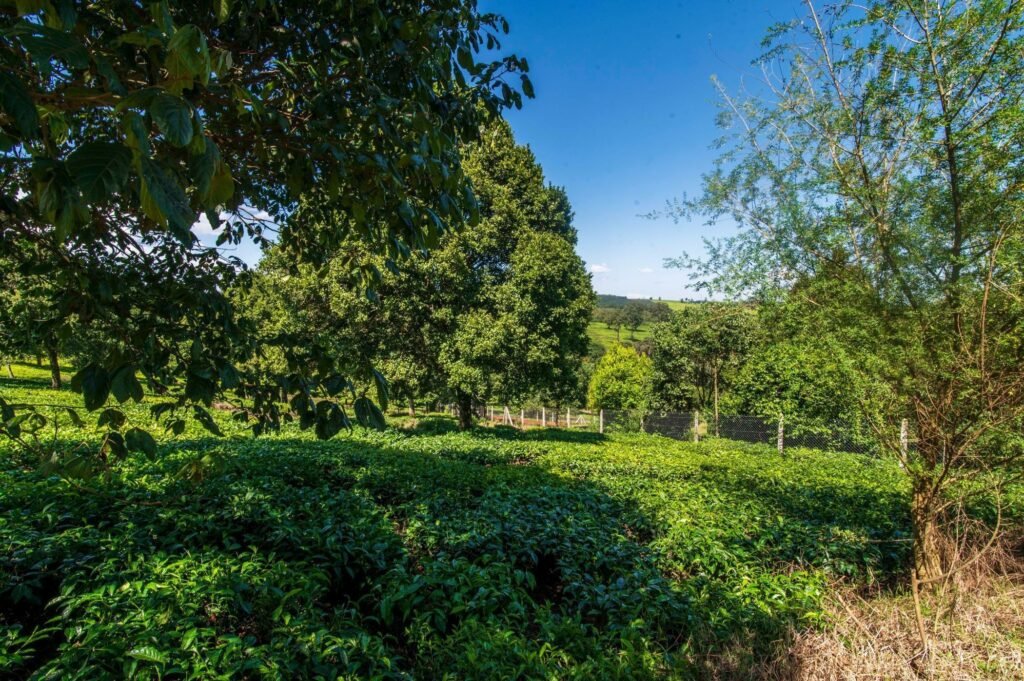 Imgi 9 709 8c0d8d57460a411cbbeb842fdb9a6f03